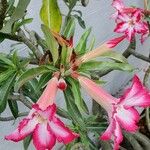 Adenium multiflorum Цвят