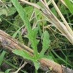 Cucumis ficifolius Leaf