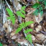 Gymnocarpium dryopteris Blatt