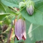 Atropa bella-donna പുഷ്പം