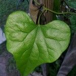 Cocculus carolinus Blad