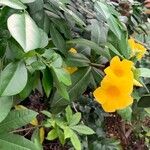 Allamanda schottii Λουλούδι