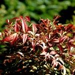 Nandina domestica Характер