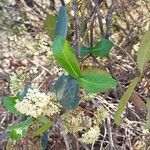 Ixora finlaysoniana Leaf