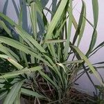 Cymbopogon nardus Blad