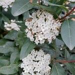 Viburnum rigidum Fleur