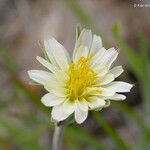 Microseris heterocarpa ᱵᱟᱦᱟ