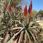 Aloe arborescens Fiore