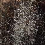 Retama monosperma Habit