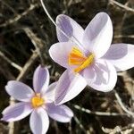 Crocus cambessedesii Квітка