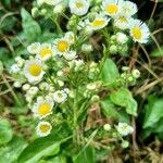 Erigeron strigosusFlors