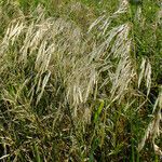 Bromus inermis Fruit