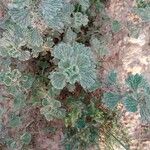 Marrubium alysson Hoja
