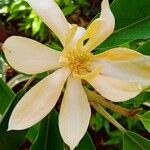 Magnolia champaca Flower