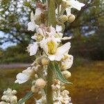 Verbascum lychnitisFlower