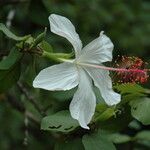 Hibiscus waimeae 花