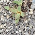 Pleiospilos nelii Leaf