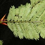 Vachellia collinsii Yaprak