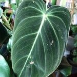 Philodendron melanochrysum Feuille