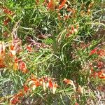 Lobelia laxiflora Flor