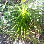 Dracophyllum verticillatum ᱥᱟᱠᱟᱢ