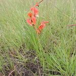 Disa erubescens Flower