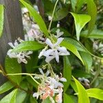 Trachelospermum jasminoides花