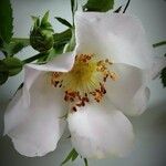 Rosa arvensis Kukka