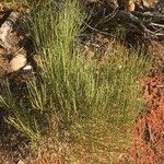 Ephedra viridis Leaf