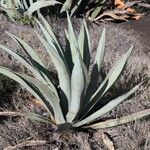 Agave asperrima Habit