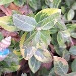 Euonymus fortunei ഇല