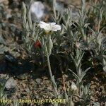 Cerastium boissierianum Other