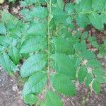 Zanthoxylum americanum Ліст