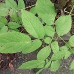 Aralia racemosa Levél