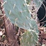 Opuntia littoralis List