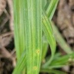 Carex sylvatica Blatt