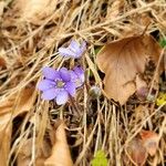 Hepatica nobilis Flower