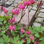 Dicentra spectabilis Flor