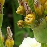 Sisyrinchium striatum Fruit