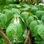 Aralia elata Leaf