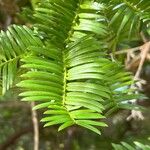 Cephalotaxus harringtonia Frunză