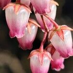 Pieris japonica Flower
