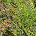 Heteropogon contortus Hábito