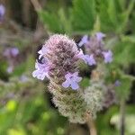 Verbena lasiostachys പുഷ്പം