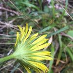 Doronicum columnae 花