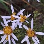 Galatella sedifolia Λουλούδι