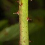 Rubus polonicus Bark