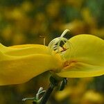 Cytisus scoparius Flower