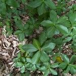 Daphne pontica Hoja