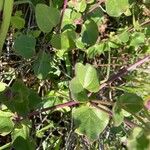 Mirabilis laevis Hostoa